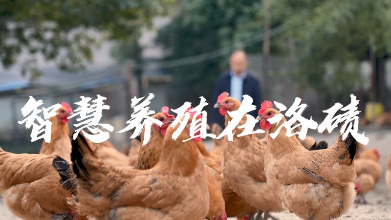 单抗生物制品规格研发：揭秘其背后的关键要素**